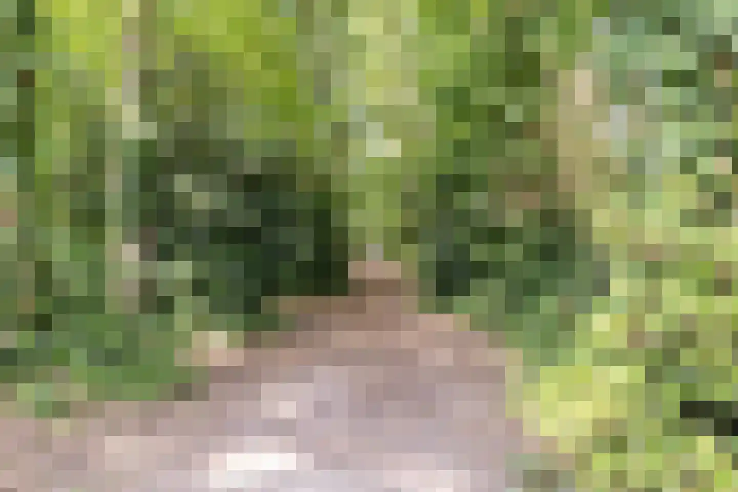 Steltlopen 19 Best thumbnail 42