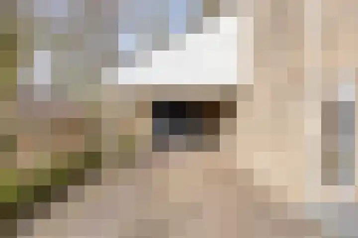 Steltlopen 24 Best thumbnail 58