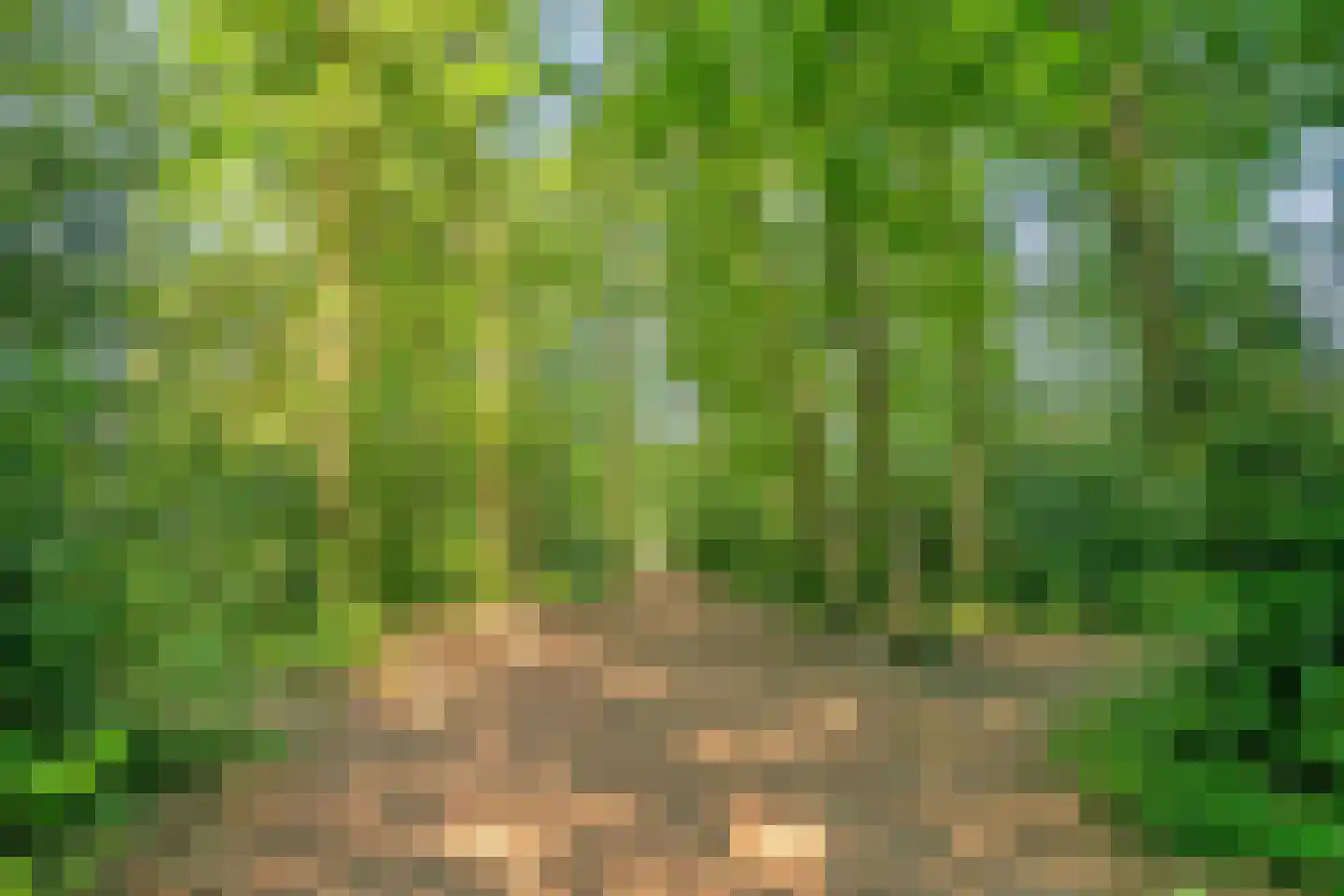 Steltlopen 8 Best thumbnail 45