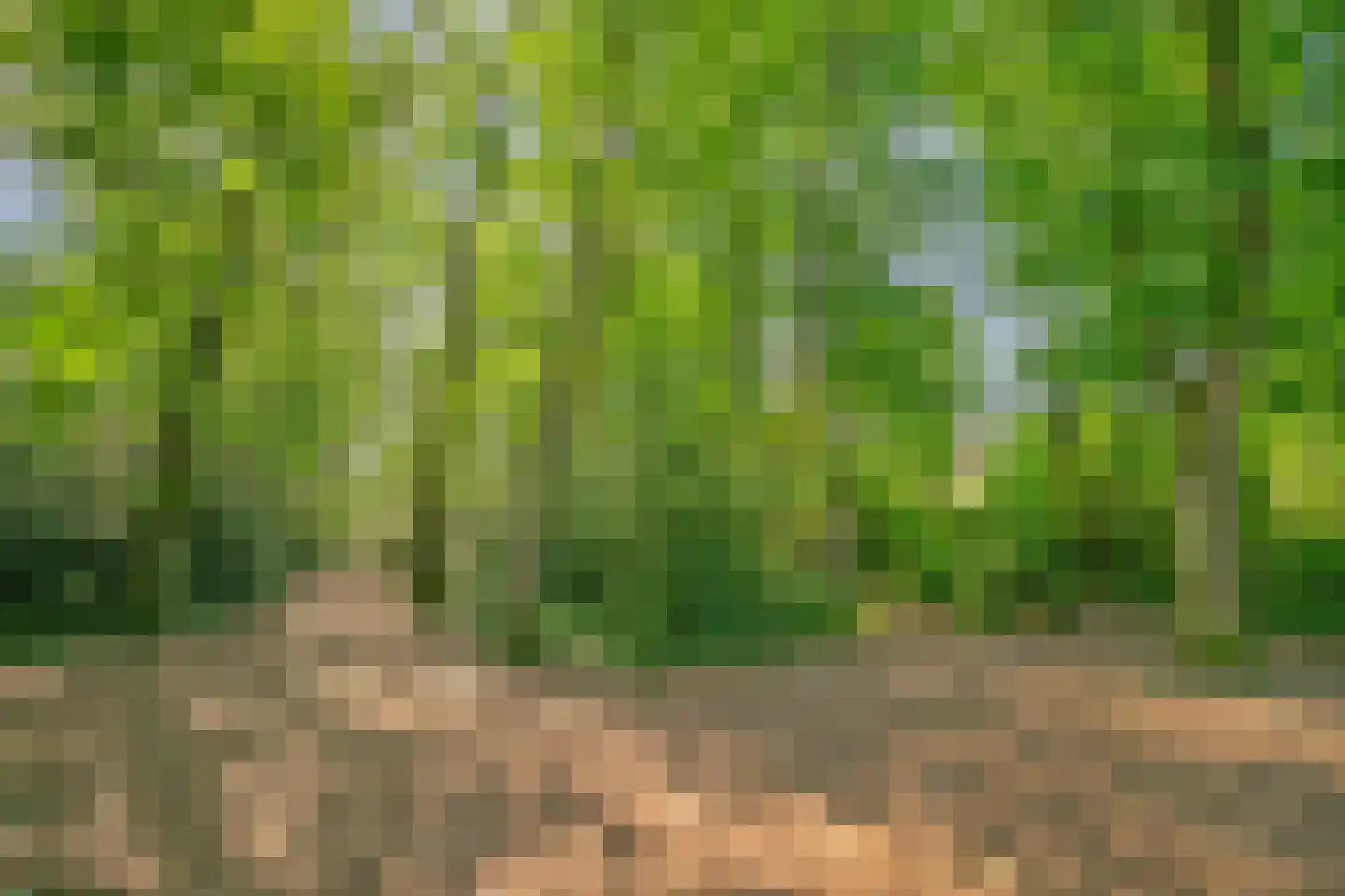 Steltlopen 8 Best thumbnail 46