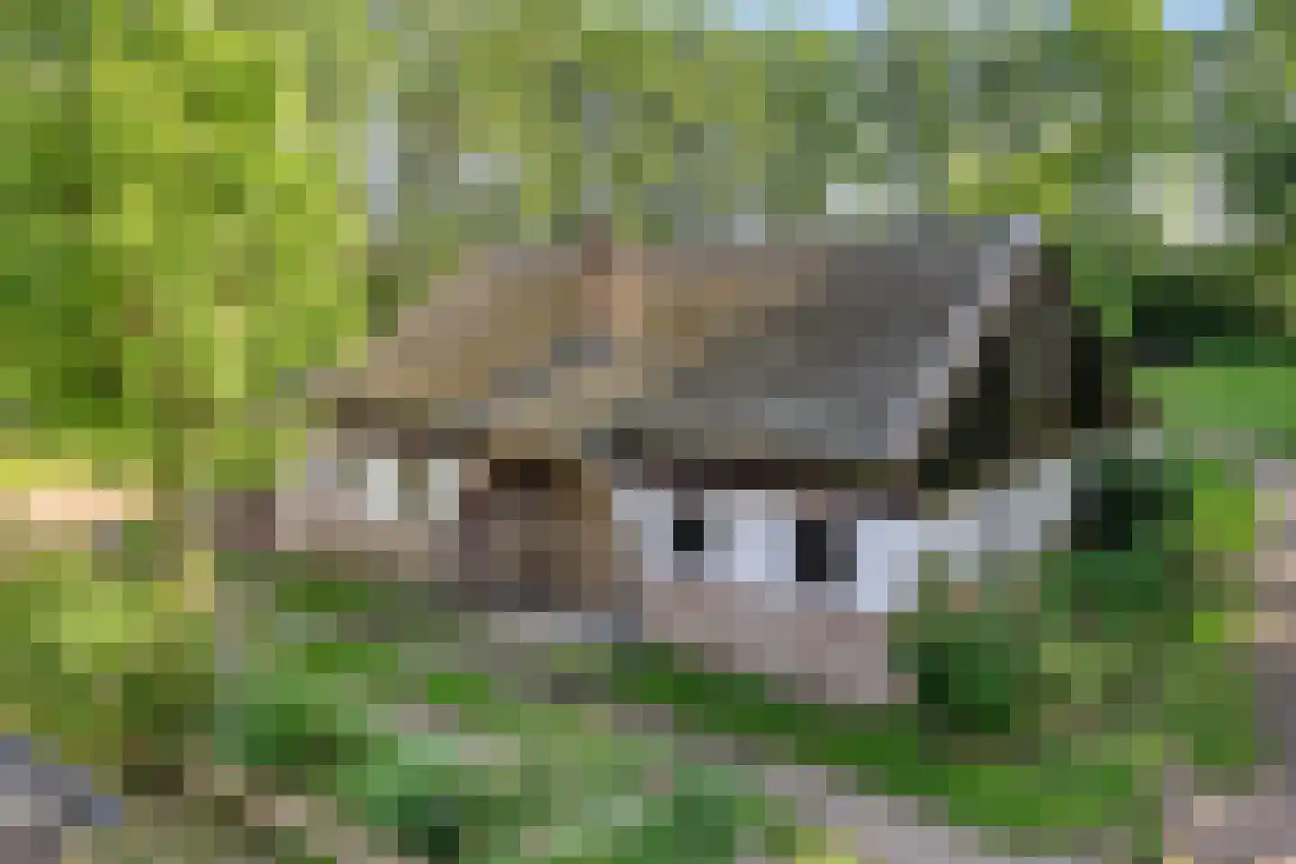 Stendert 3 Meerlo thumbnail 49