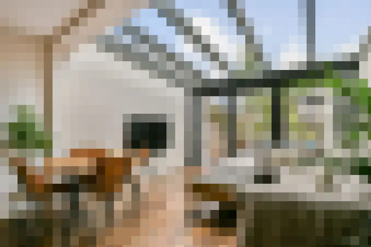 Stenen Beer 2 Amsterdam