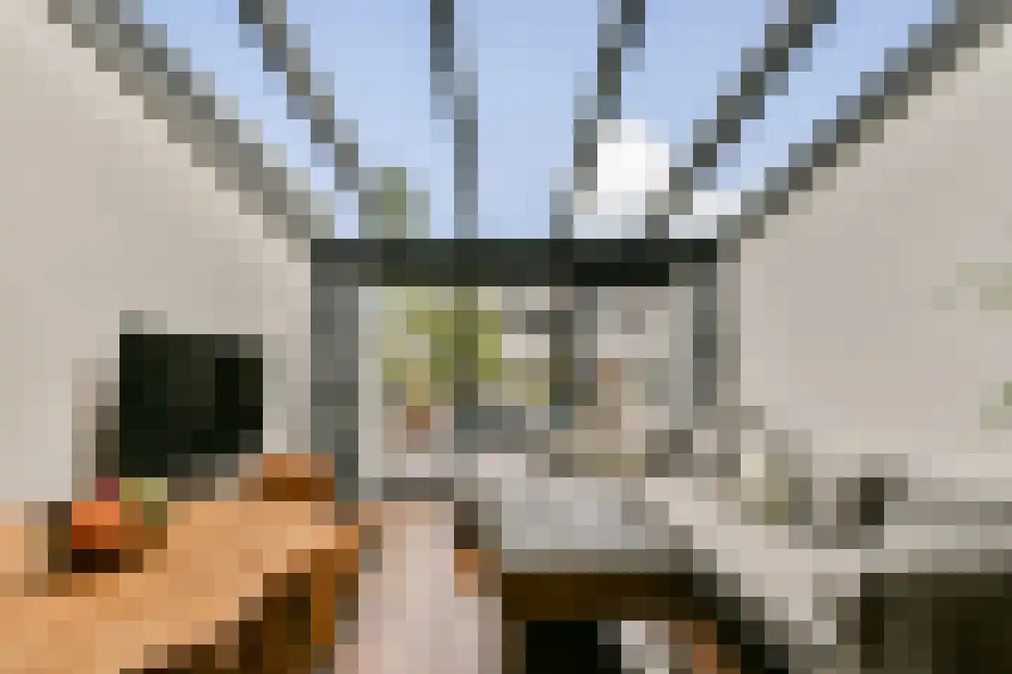 Stenen Beer 2 Amsterdam thumbnail 5