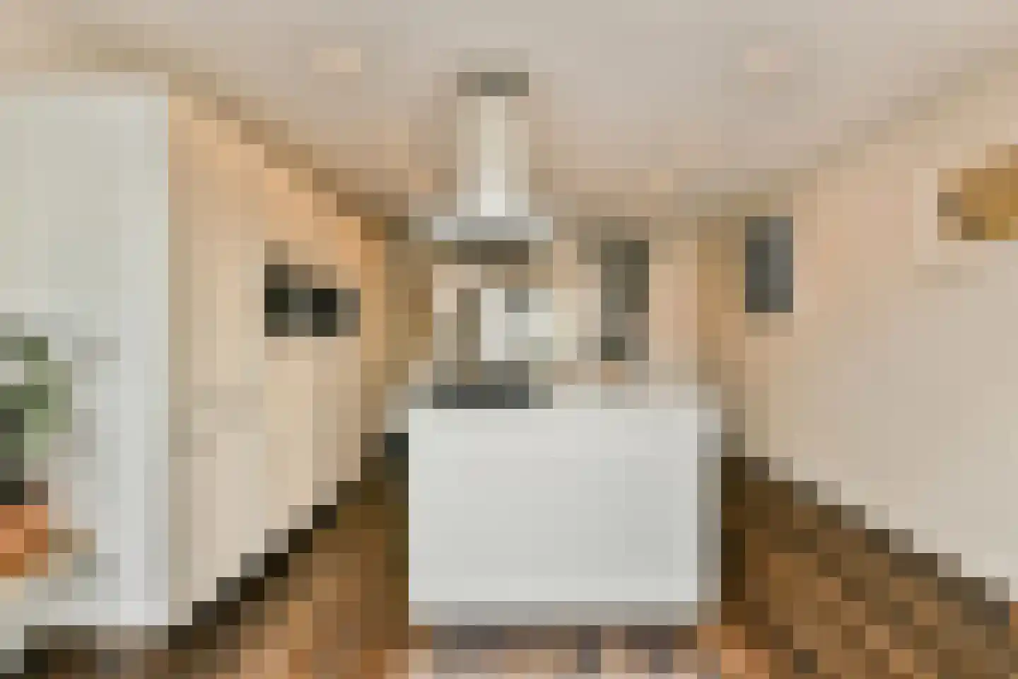 Stenen Beer 2 Amsterdam thumbnail 6