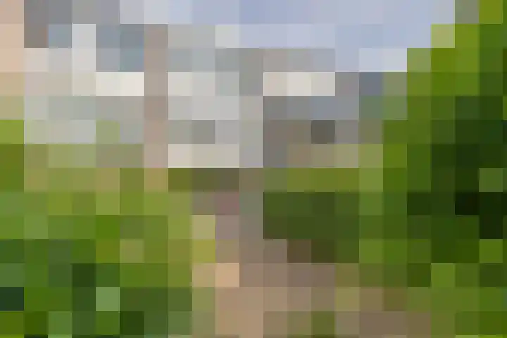 Stenen Beer 8 Gorinchem thumbnail 11
