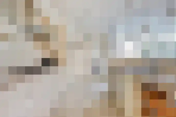 Stenge 27 Yerseke thumbnail 16