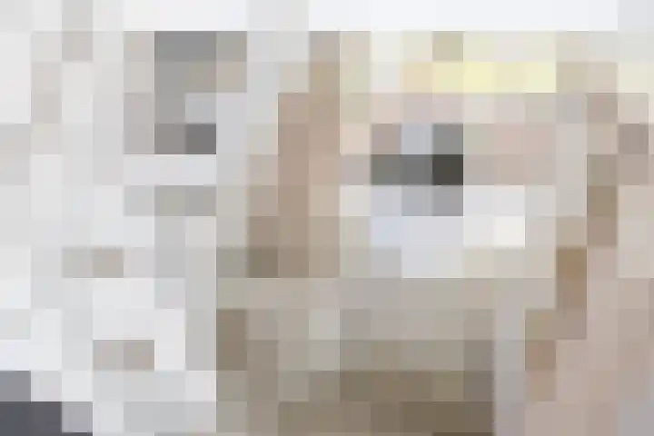Steppemeer 21 Houten thumbnail 16