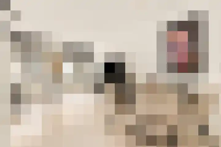 Ster Bastion 18 Velserbroek thumbnail 18