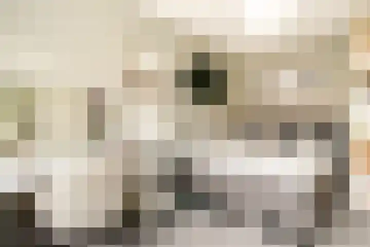 Ster Bastion 18 Velserbroek thumbnail 33