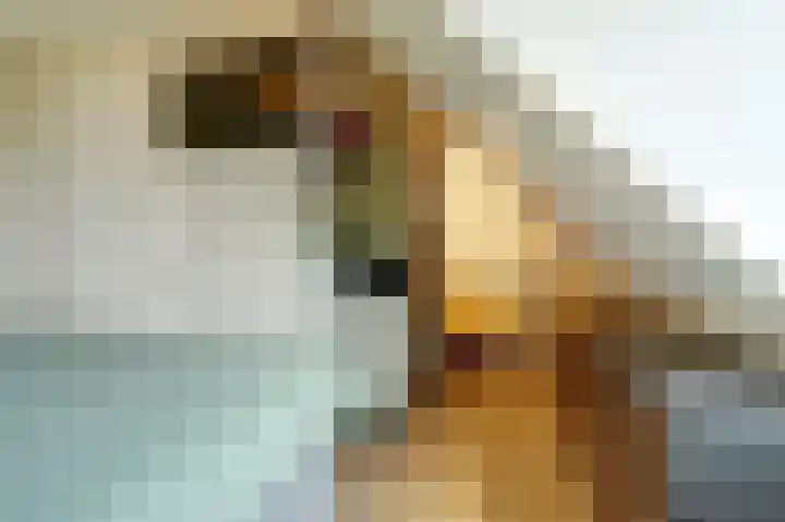 Sterakkers 15 Hoogeloon thumbnail 27