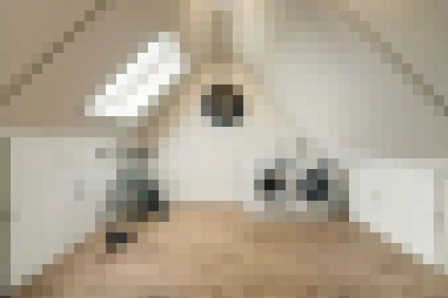 Sterakkers 15 Hoogeloon thumbnail 34