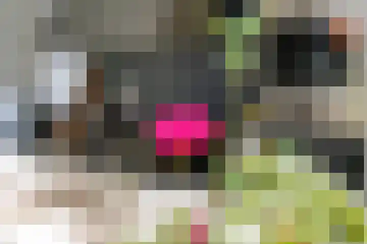 Sterappel 10 Geldermalsen thumbnail 20
