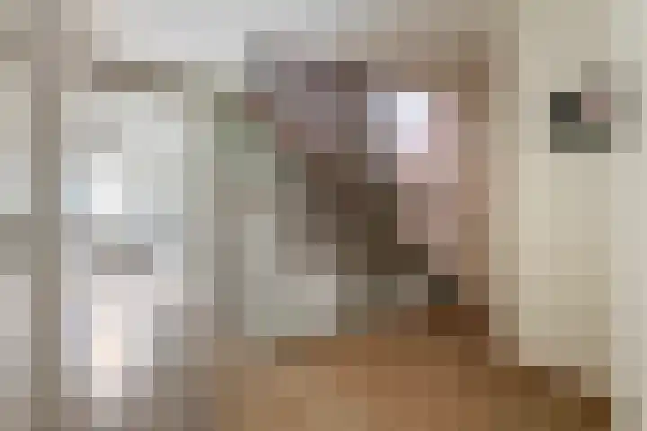 Sterappel 10 Geldermalsen thumbnail 31