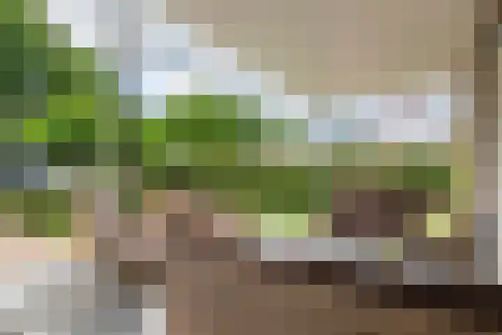 Sterappel 10 Geldermalsen thumbnail 53