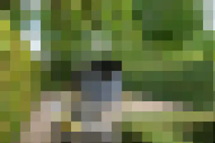 Sterappel 10 Geldermalsen thumbnail 58