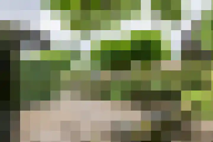 Sterappel 10 Geldermalsen thumbnail 59