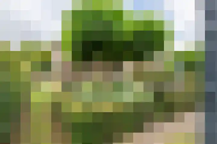 Sterappel 10 Geldermalsen thumbnail 62
