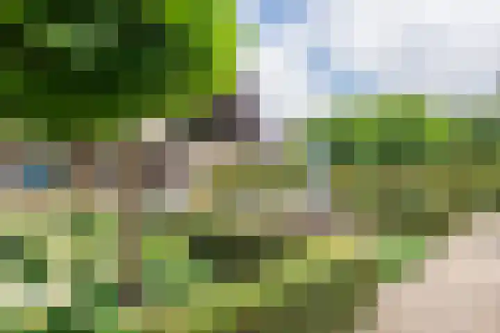 Sterappel 10 Geldermalsen thumbnail 64