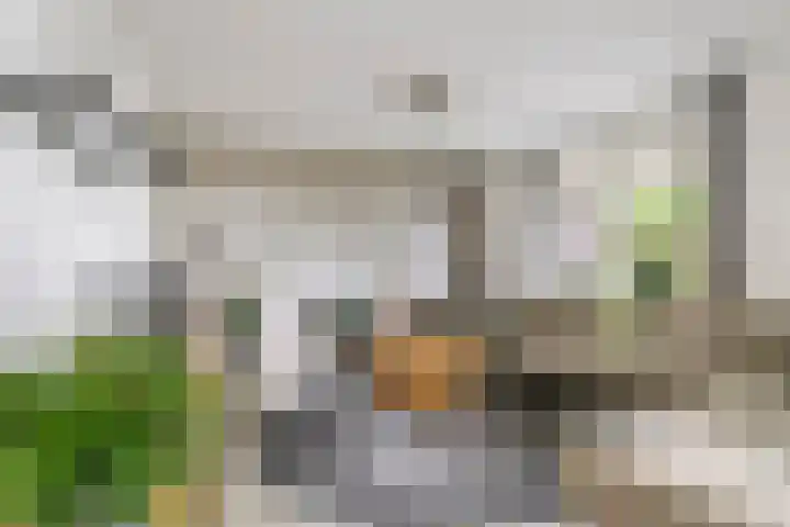Sterappel 10 Geldermalsen thumbnail 7