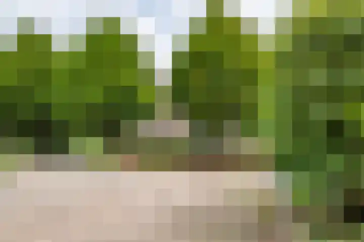 Sterappel 10 Geldermalsen thumbnail 77