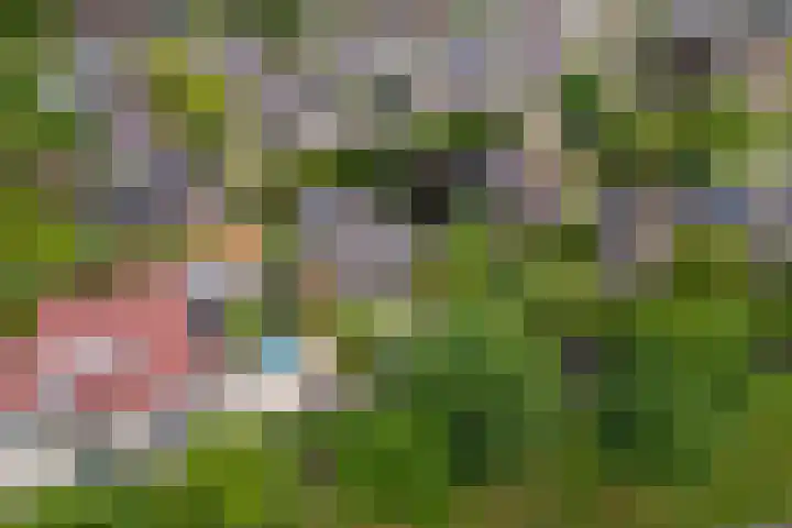 Sterappel 10 Geldermalsen thumbnail 78