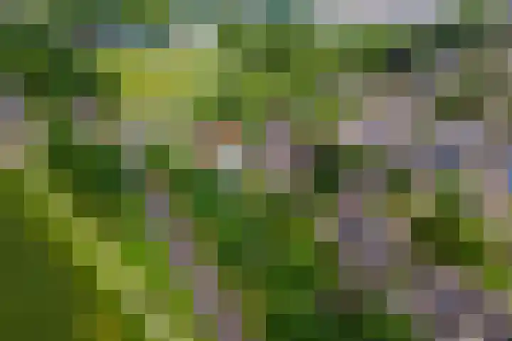Sterappel 10 Geldermalsen thumbnail 79