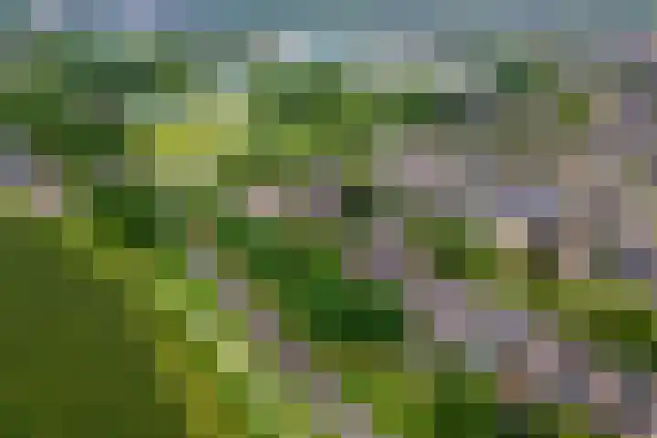 Sterappel 10 Geldermalsen thumbnail 80