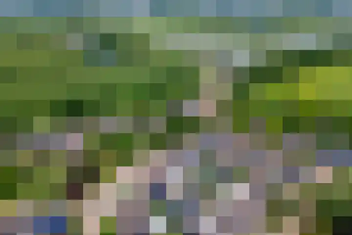Sterappel 10 Geldermalsen thumbnail 81