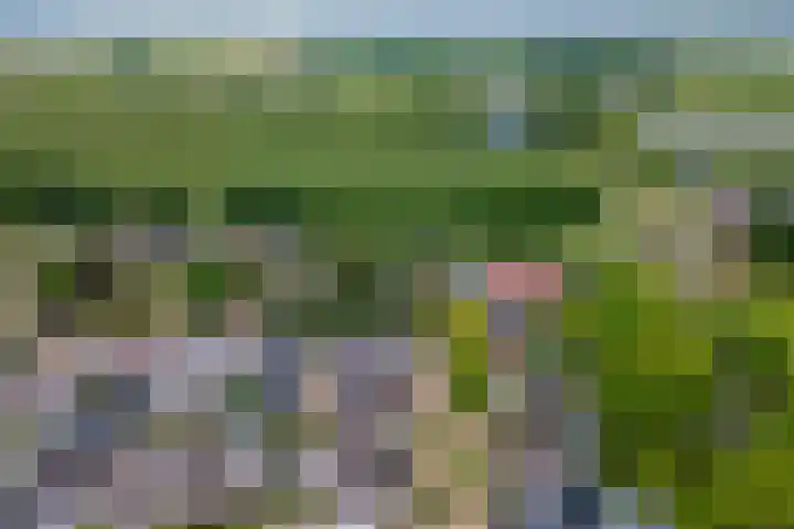 Sterappel 10 Geldermalsen thumbnail 82