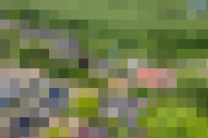 Sterappel 10 Geldermalsen thumbnail 83