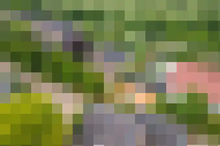 Sterappel 10 Geldermalsen thumbnail 85