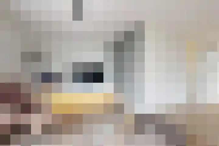 Sterappel 14 Fijnaart thumbnail 15