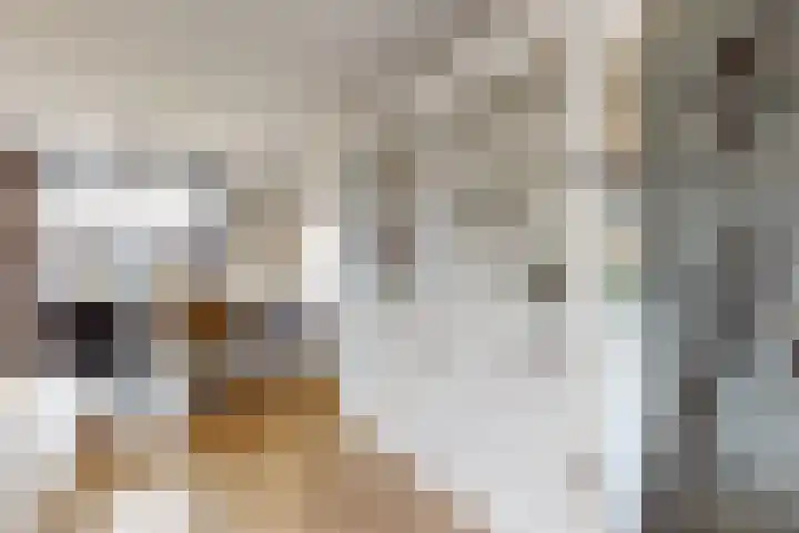 Sterappel 14 Fijnaart thumbnail 17