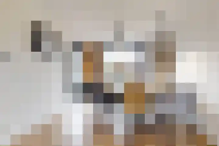 Sterappel 14 Fijnaart thumbnail 18