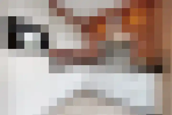 Sterappel 14 Fijnaart thumbnail 24