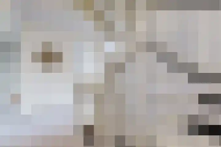 Sterappel 14 Fijnaart thumbnail 28