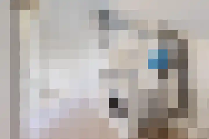 Sterappel 14 Fijnaart thumbnail 47