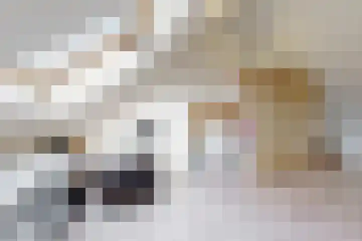 Sterappel 14 Fijnaart thumbnail 51