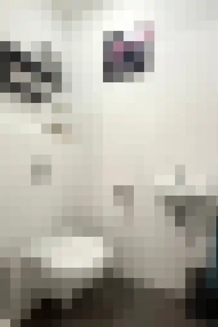 Sterappel 14 Fijnaart thumbnail 53