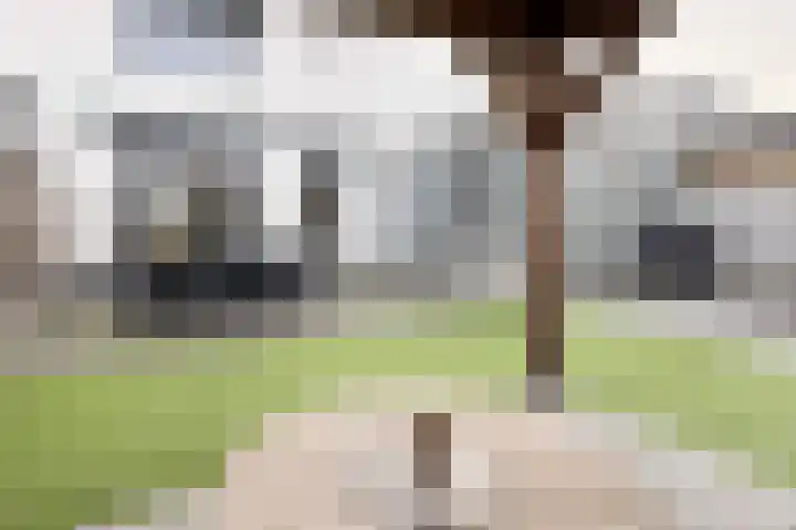 Sterappel 14 Fijnaart thumbnail 55