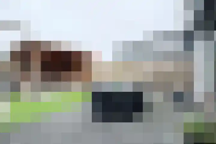 Sterappel 14 Fijnaart thumbnail 59