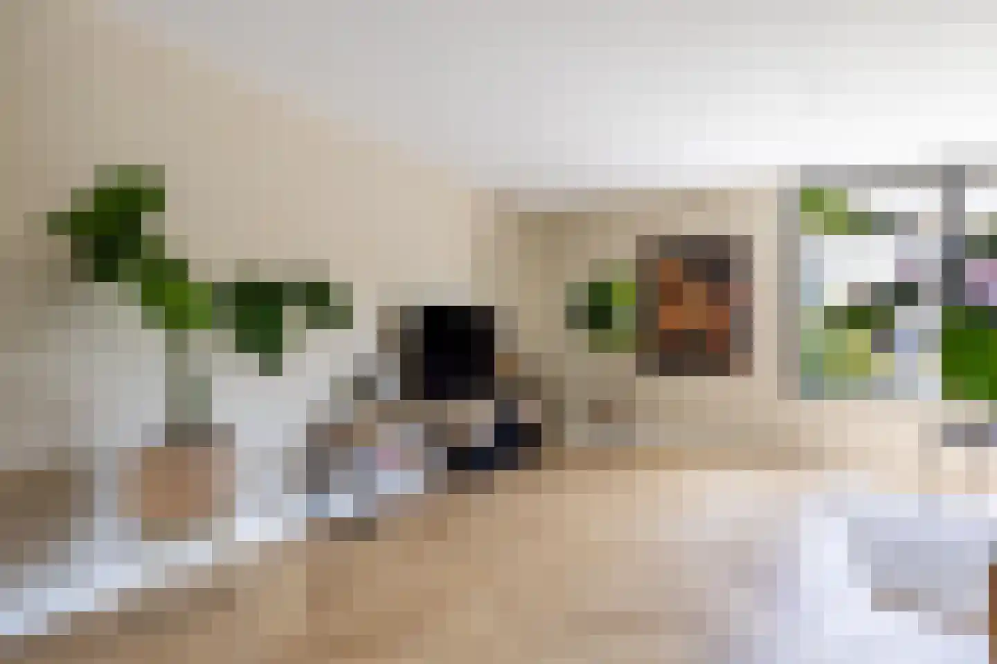 Sterappel 14 St.-Annaparochie thumbnail 19