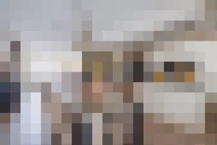 Sterappel 18 Alphen thumbnail 17