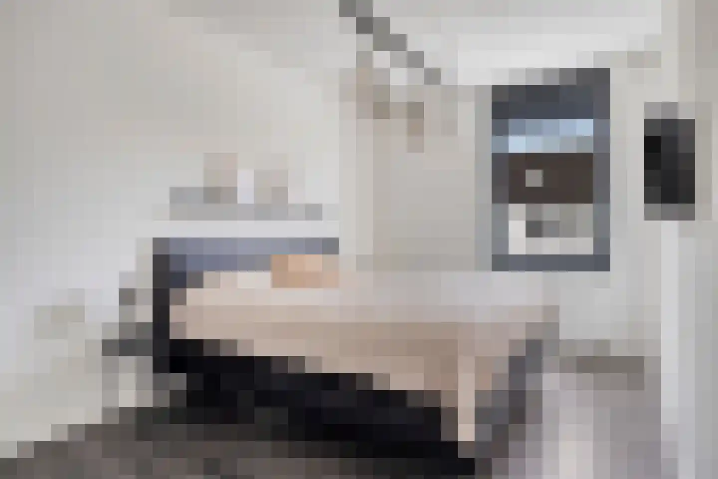 Sterappel 20 Fijnaart thumbnail 13