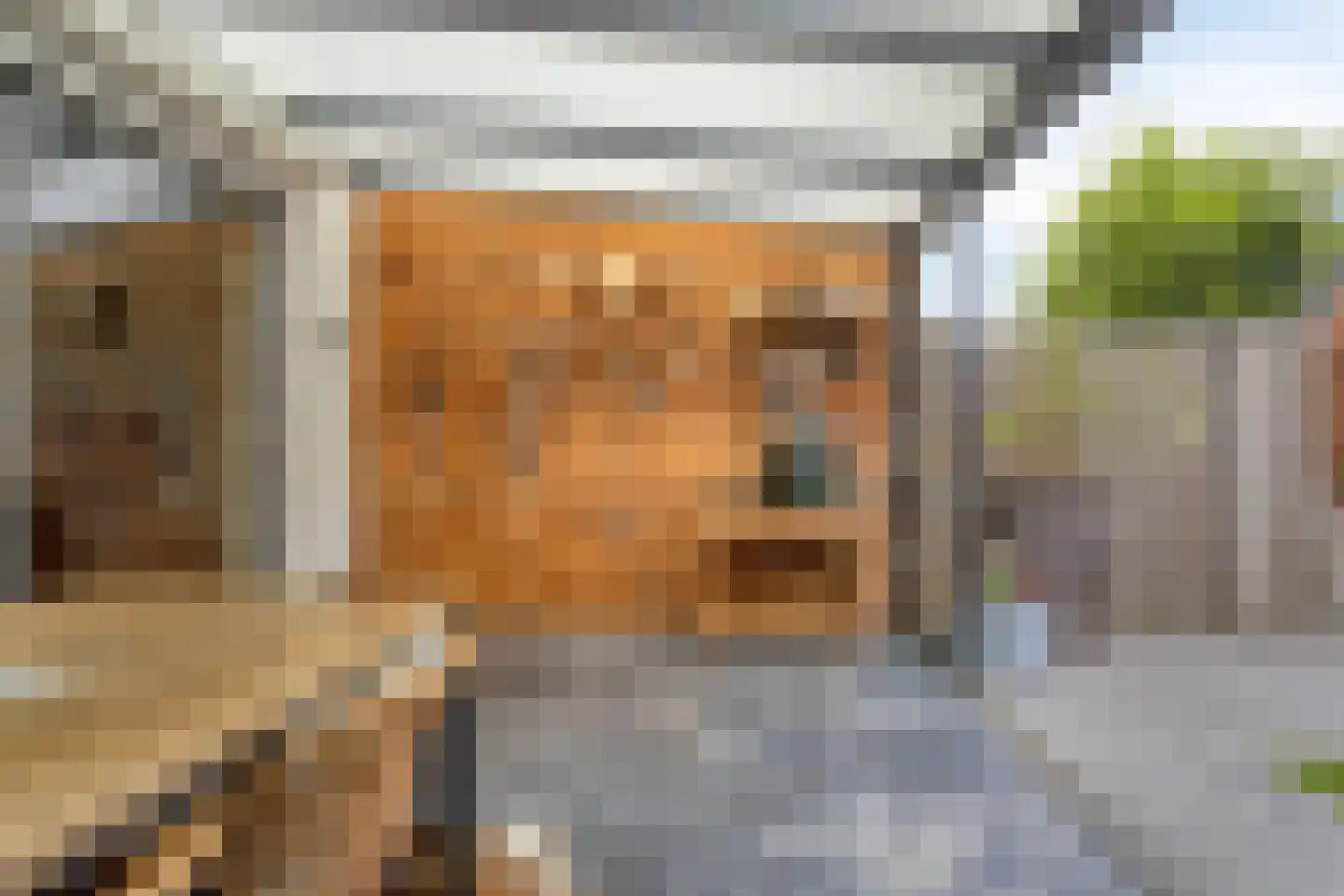 Sterappel 20 Fijnaart thumbnail 23