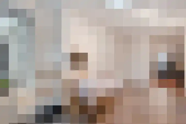 Sterappel 23 Heino thumbnail 22
