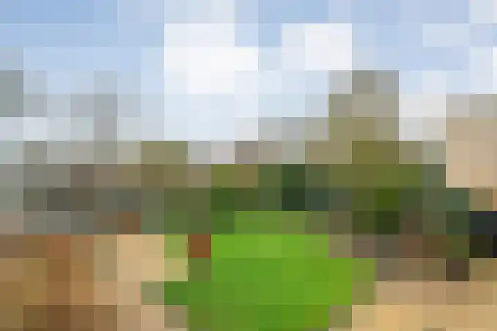 Sterappel 23 Heino thumbnail 42