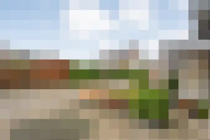 Sterappel 23 Heino thumbnail 7