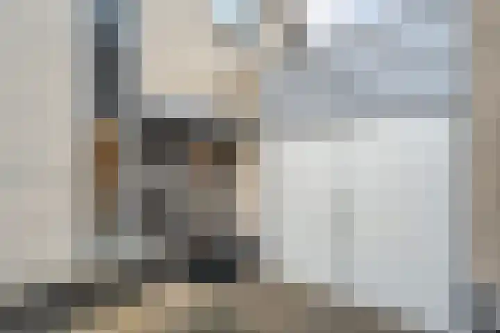 Sterappel 23 Heino thumbnail 9