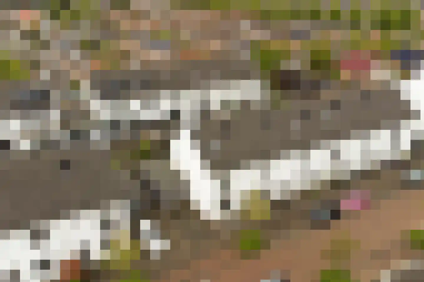 Sterappel 26 Fijnaart thumbnail 37